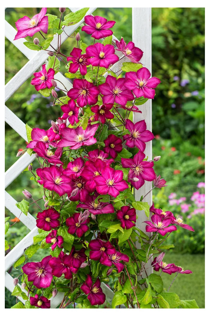 Powojnik 'Ville de Lyon' | Clematis