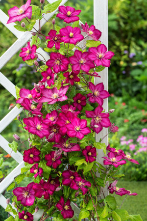 Powojnik 'Ville de Lyon' | Clematis