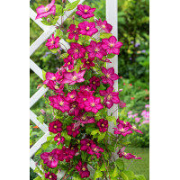 Powojnik 'Ville de Lyon' | Clematis
