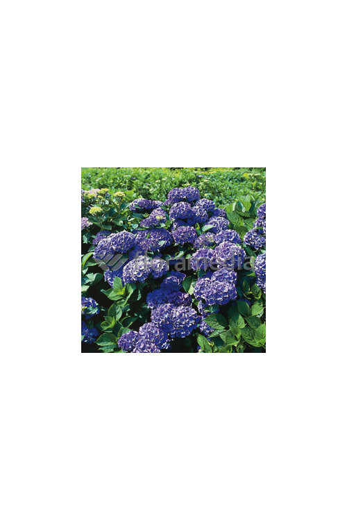 Hortensja ogrodowa 'Blauer Zwerg' | Hydrangea macrophylla