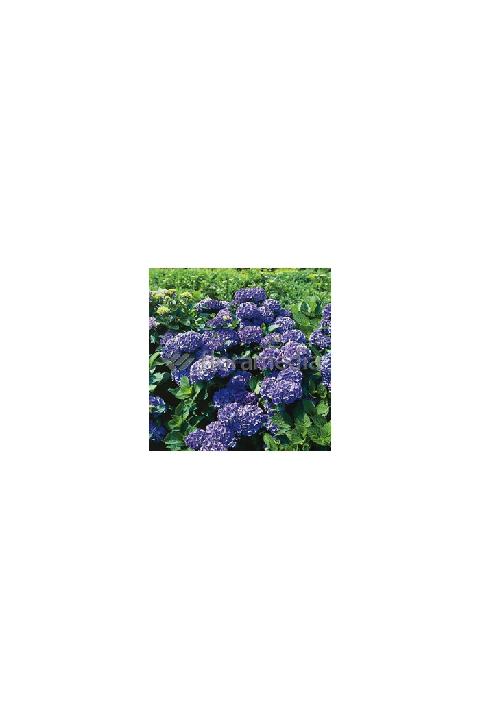Hortensja ogrodowa 'Blauer Zwerg' | Hydrangea macrophylla