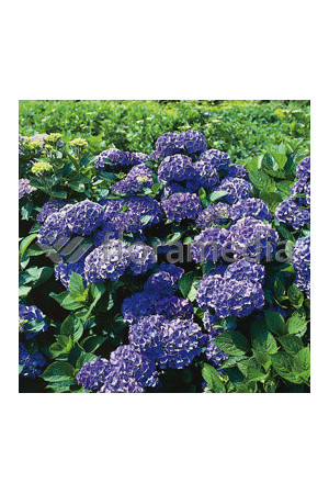 Hortensja ogrodowa 'Blauer Zwerg' | Hydrangea macrophylla