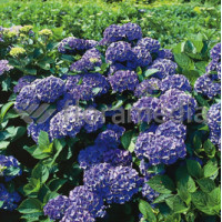 Hortensja ogrodowa 'Blauer Zwerg' | Hydrangea macrophylla