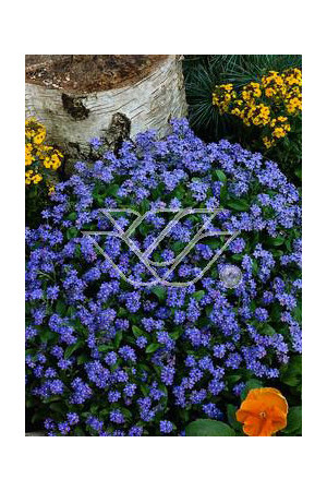 Niezapominajka Myosotis