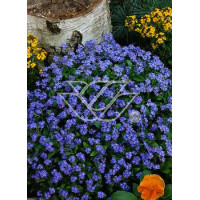 Niezapominajka Myosotis