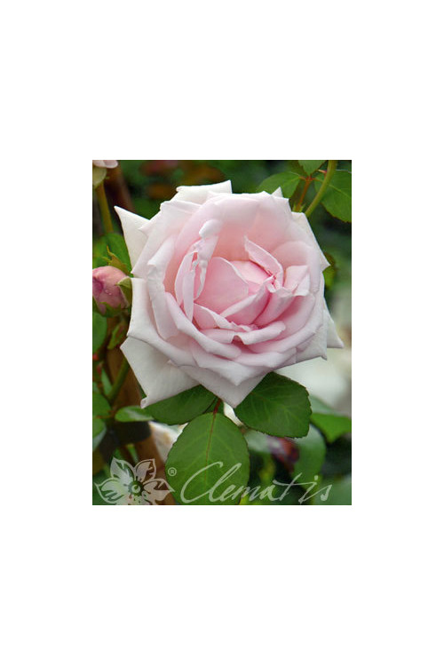 Róża pnąca 'New Dawn' | Rosa