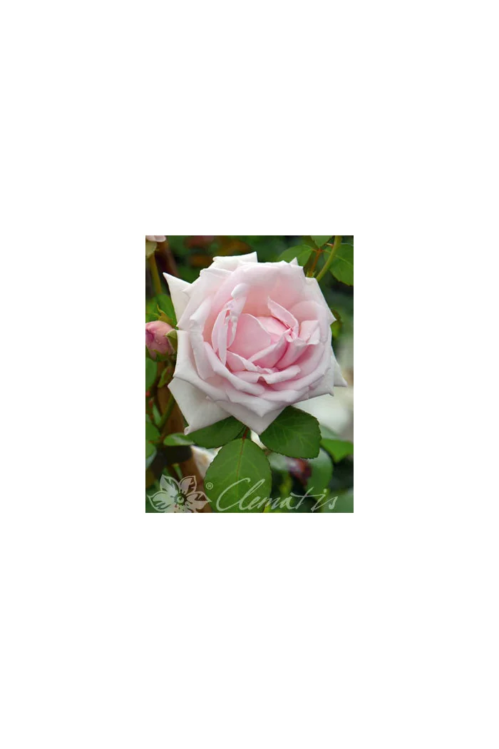 Róża pnąca 'New Dawn' | Rosa