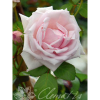 Róża pnąca 'New Dawn' | Rosa