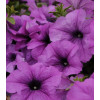 Surfinia 'Conchita Grande Lavender'