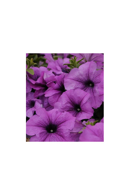 Surfinia 'Conchita Grande Lavender'