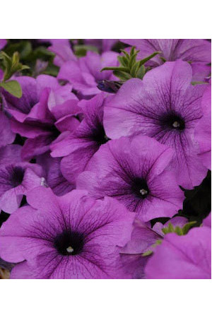 Surfinia 'Conchita Grande Lavender'