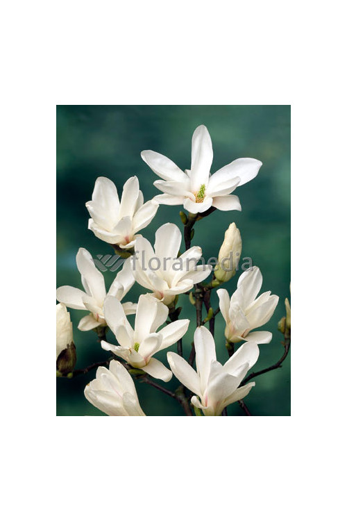 Magnolia pośrednia 'Alba Superba' Magnolia soulangeana