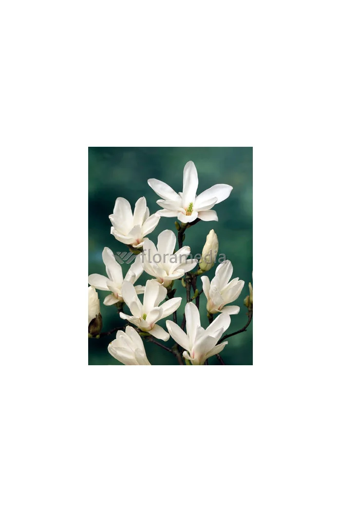 Magnolia pośrednia 'Alba Superba' Magnolia soulangeana