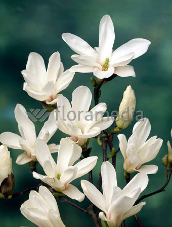 Magnolia pośrednia 'Alba Superba' Magnolia soulangeana