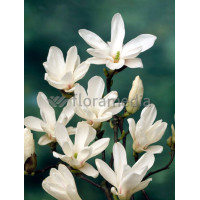 Magnolia pośrednia 'Alba Superba' Magnolia soulangeana