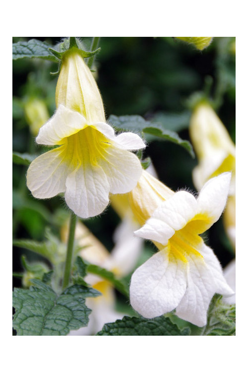 Rehmannia 'Schneetiger' Rehmannia