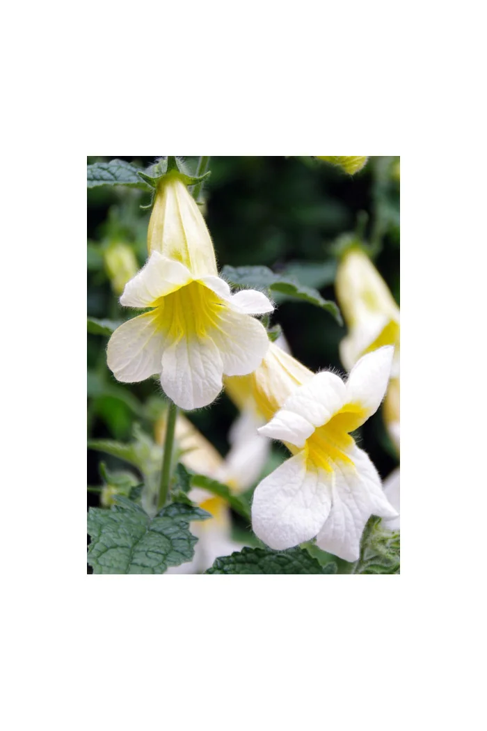 Rehmannia 'Schneetiger' Rehmannia