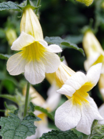 Rehmannia 'Schneetiger' Rehmannia