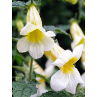 Rehmannia 'Schneetiger' Rehmannia