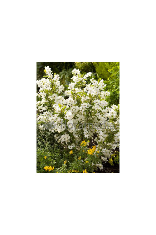 Obiela wielkokwiatowa 'Snow Mountain' | Exochorda racemosa