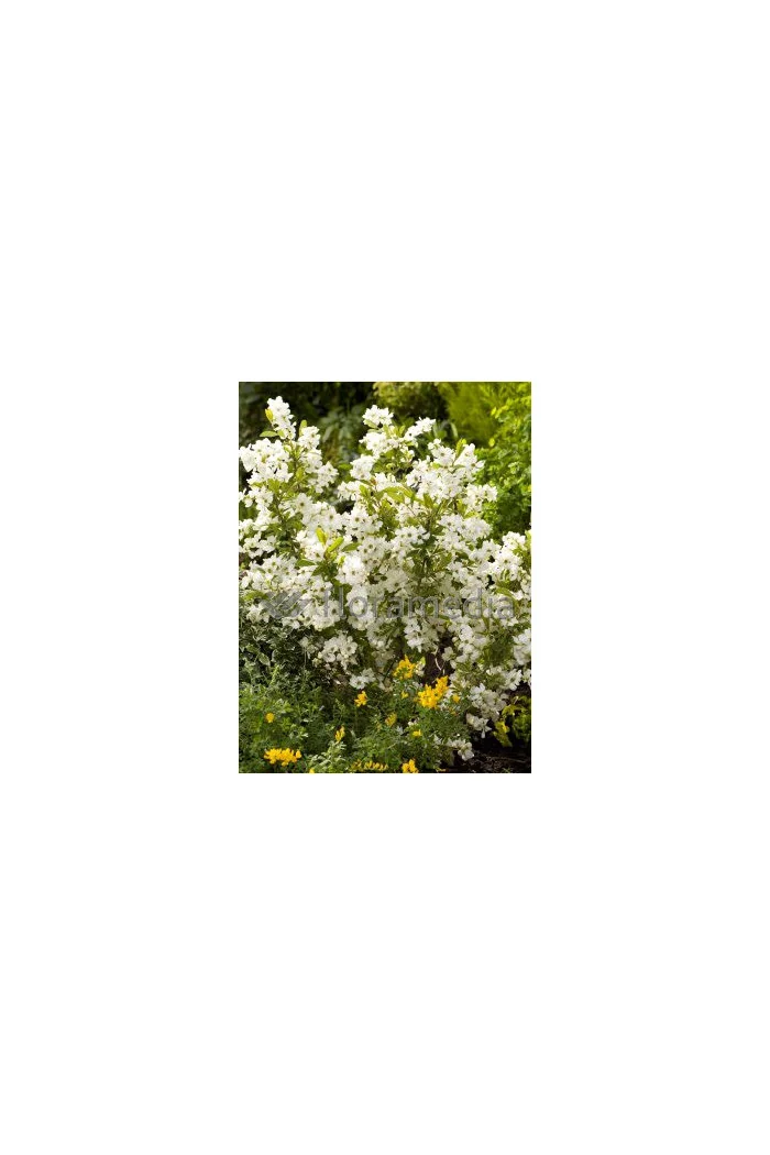 Obiela wielkokwiatowa 'Snow Mountain' | Exochorda racemosa
