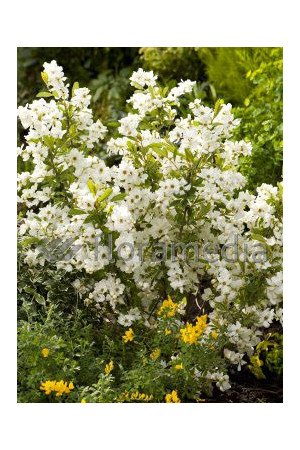 Obiela wielkokwiatowa 'Snow Mountain' | Exochorda racemosa