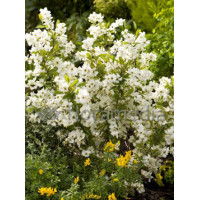 Obiela wielkokwiatowa 'Snow Mountain' | Exochorda racemosa