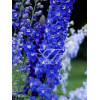 Ostróżka ogrodowa 'Summer Skies' Delphinium
