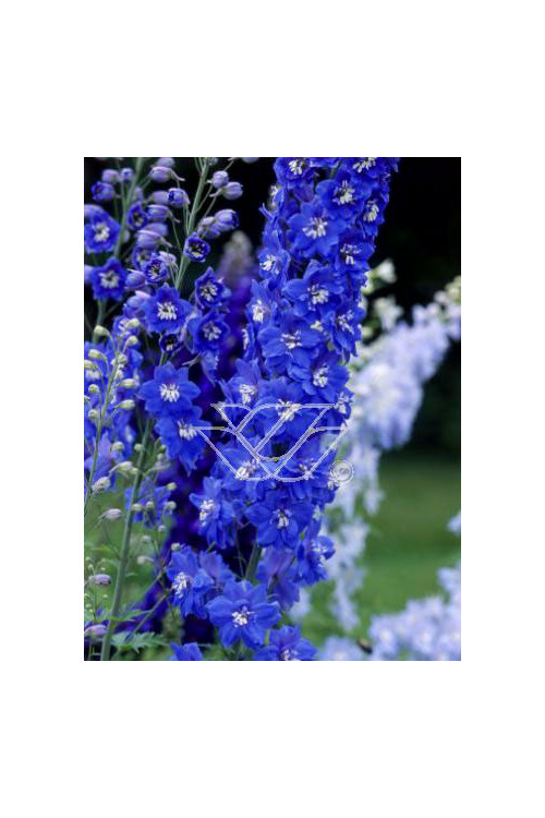 Ostróżka ogrodowa 'Summer Skies' Delphinium