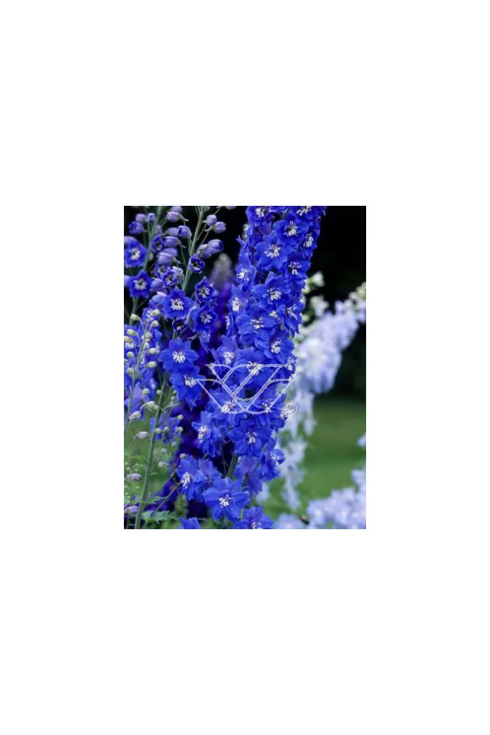 Ostróżka ogrodowa 'Summer Skies' Delphinium