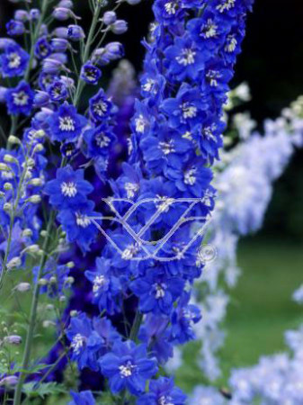 Ostróżka ogrodowa 'Summer Skies' Delphinium