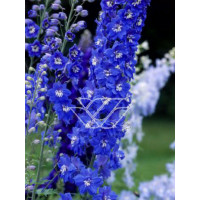 Ostróżka ogrodowa 'Summer Skies' Delphinium