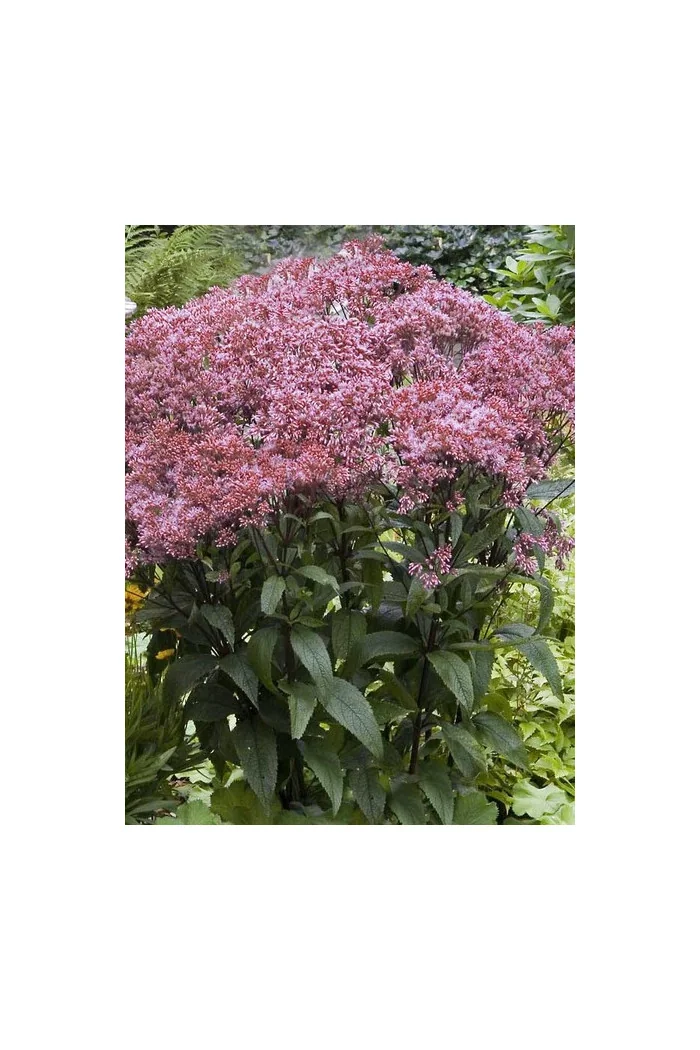 Sadziec purpurowy 'Ruby' | Eupatorium