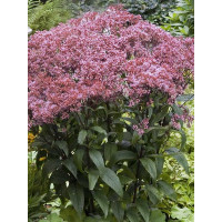 Sadziec purpurowy 'Ruby' | Eupatorium