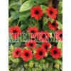 Tunbergia 'Arizona Dark Red' | Thunbergia
