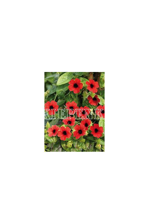 Tunbergia 'Arizona Dark Red' | Thunbergia