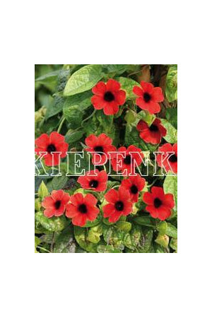 Tunbergia 'Arizona Dark Red' | Thunbergia