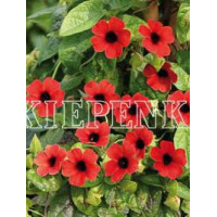 Tunbergia 'Arizona Dark Red' | Thunbergia