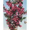 Krzewuszka cudowna 'Victoria' Weigela florida