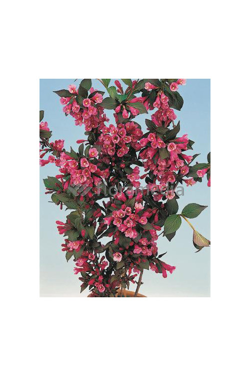 Krzewuszka cudowna 'Victoria' Weigela florida