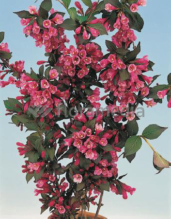 Krzewuszka cudowna 'Victoria' Weigela florida