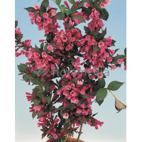 Krzewuszka cudowna 'Victoria' Weigela florida
