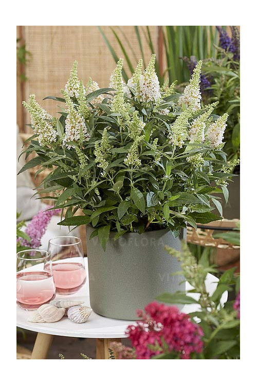 Budleja 'Butterfly Candy Little White' | Buddleja dawidii