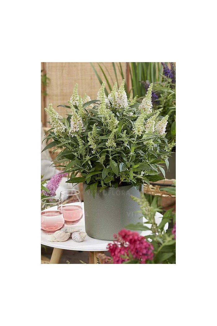 Budleja 'Butterfly Candy Little White' | Buddleja dawidii