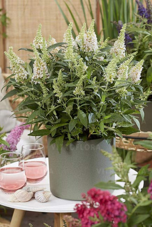 Budleja 'Butterfly Candy Little White' | Buddleja dawidii