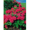 Hortensja ogrodowa 'Royal Red' | Hydrangea macrophylla