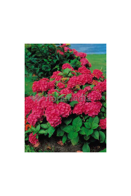 Hortensja ogrodowa 'Royal Red' | Hydrangea macrophylla
