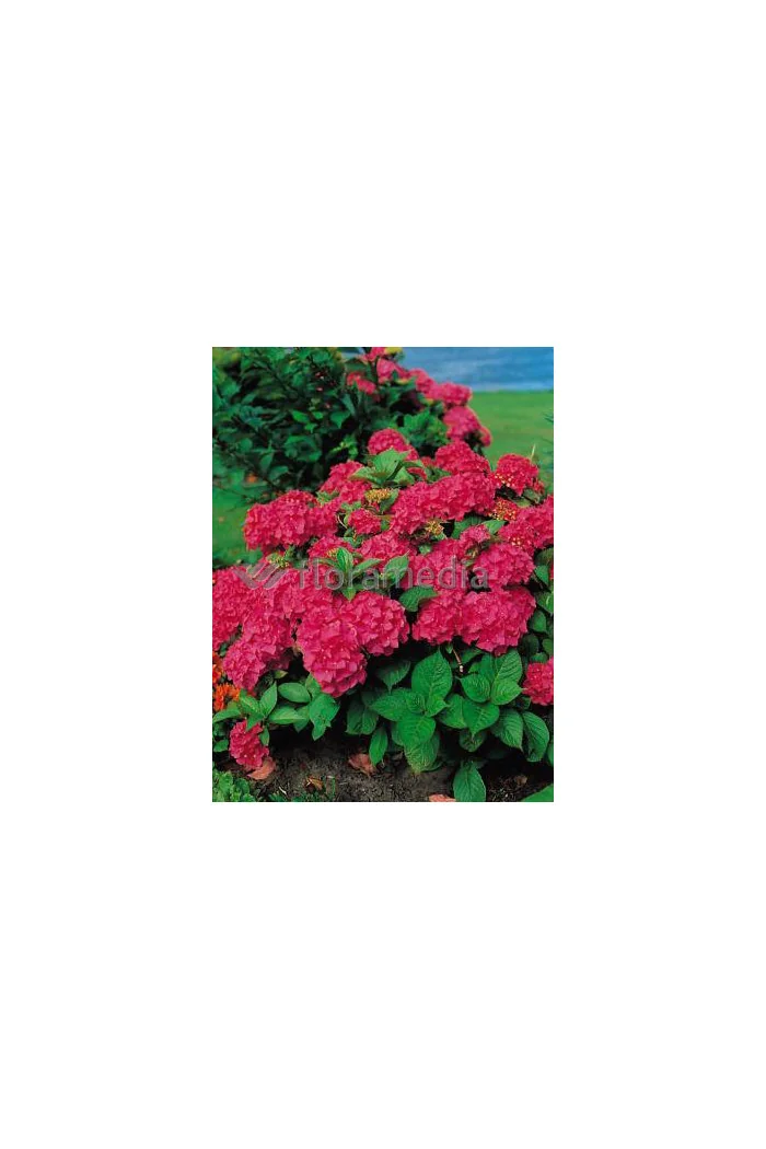 Hortensja ogrodowa 'Royal Red' | Hydrangea macrophylla