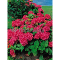 Hortensja ogrodowa 'Royal Red' | Hydrangea macrophylla