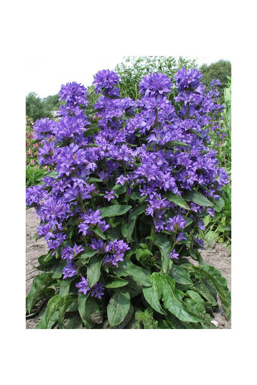 Dzwonek skupiony 'Freya' | Campanula glomerata